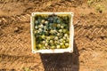 Aerial image of rows of ripe Artichokes in a field.