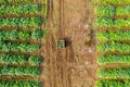 Aerial image of rows of ripe Artichokes in a field.