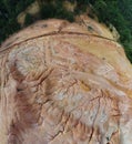 aerial scene of the land erosion due to deforestation and earth mining.