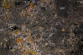 Aerial image showing colorful orange vegetation on a black lava beach at the westcoast of Faial Island, Azores