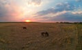 Aerial Image Over Eastern Colorado Farm and Ranch Land with Horses at Sunset Royalty Free Stock Photo