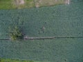 Aerial image Thai sugarcane