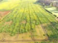 Aerial view of tractor tracks in crop field. Royalty Free Stock Photo