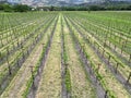 Napa Valley vineyard, from the air Royalty Free Stock Photo