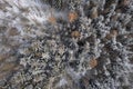 Aerial image of a winter landscape, winter forest trees covered with frost and snow