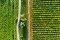 Aerial landscape. Air view of the vineyard. Agricultural landscape from the drone. Rows in the field. Royalty Free Stock Photo