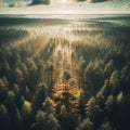aerial landscape of a beautiful coniferous forest in the rays of the sunset Royalty Free Stock Photo