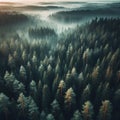 aerial landscape of a beautiful coniferous forest in the rays of the sunset Royalty Free Stock Photo