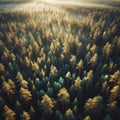 aerial landscape of a beautiful coniferous forest in the rays of the sunset Royalty Free Stock Photo