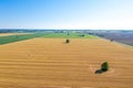 Aerial landscape with a lonely tree mowed cereal in the field of sunny day