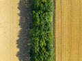 Aerial landscape of summer wheat and barley field crops for harvest, row of trees on farm Royalty Free Stock Photo