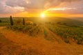 Vineyards of Montalcino in Tuscany Royalty Free Stock Photo