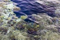 Aerial landscape top view of Red sea bottom with coral reefs through aquamarine transparent water surface south tropical nature Royalty Free Stock Photo