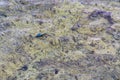 Aerial landscape top view of Red sea bottom with coral reefs through aquamarine transparent water surface south tropical nature Royalty Free Stock Photo