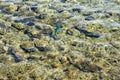 Aerial landscape top view of Red sea bottom with coral reefs through aquamarine transparent water surface south tropical nature Royalty Free Stock Photo