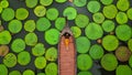 Aerial Landscape of Victoria Waterlily Giant lily pad lake at Phuket Thailand Royalty Free Stock Photo