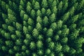 Aerial view of a coniferous forest with green trees in spring. Royalty Free Stock Photo