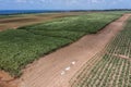 aerial landscape view of sugar cane plantation and fields located countryside Royalty Free Stock Photo