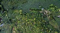 Aerial landscape, wild forest in Thailand