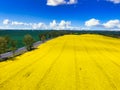 Aerial landscape of the yellow rapeseed field under blue sky, Poland Royalty Free Stock Photo