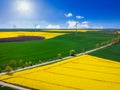 Aerial landscape of the yellow rapeseed field under blue sky, Poland Royalty Free Stock Photo