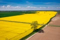 Aerial landscape of the yellow rapeseed field under blue sky, Poland Royalty Free Stock Photo