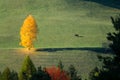 AERIAL: Lonely brown cow grazes near a beautiful yellow tree shedding its leaves Royalty Free Stock Photo