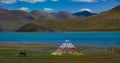 AERIAL: Lonely wild horse grazes in a meadow near the stunning Yamdrok Lake. Royalty Free Stock Photo