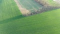 Aerial lookaround view on small spring wheat fields and tree lanes.