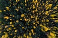 Aerial of lush wild boreal forest during colorful autumn foliage in Estonian nature.