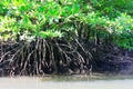 Aerial Mangrove Tree Roots Royalty Free Stock Photo