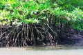 Aerial Mangrove Tree Roots