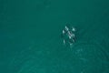 Aerial overhead shot of dolphins in a pure turquoise sea during daytime Royalty Free Stock Photo