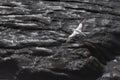 Aerial panorama of flying australasian gannet in evening summer light, his white plumage making a beautiful contrast with the wet