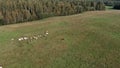 Aerial panorama of pasture fields with grazing cows