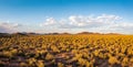 Aerial Panorama of Saguaro Forest in warm afternoon sunlight