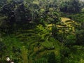 Aerial panorama view of green Tegallalang rice terraces paddies field farm tourist attraction Ubud Bali Indonesia Asia Royalty Free Stock Photo