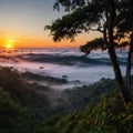 An aerial panorama view of tropical rainforest in morning misty, Stunning sunrise view of Borneo Rainforest made with