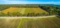 Landscape of straight rows of vines in a winery.