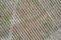 aerial panoramic shot Poplar grove from drone , overhead. Royalty Free Stock Photo