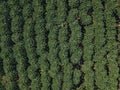 Aerial of a Papaya plantation in big island, hawaii
