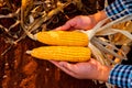 Aerial perspective of agricultural success, showcasing the farmer's hands as stewards of nature's in the dry cornfield