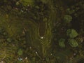 Aerial perspective of rice terraces, Bali, Indonesia