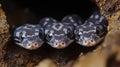 Aerial Perspective of Tiny Australian Diamond Python Hatchlings in Their Natural Habitat Royalty Free Stock Photo