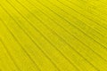 Aerial perspective view on yellow field of blooming rapeseed with diagonal line tractor tracks Royalty Free Stock Photo