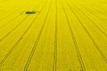 Aerial perspective view on yellow field of blooming rapeseed with soil spot in the middle and tractor tracks Royalty Free Stock Photo