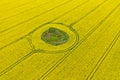 Aerial perspective view on yellow field of blooming rapeseed with soil spot in the middle and tractor tracks Royalty Free Stock Photo