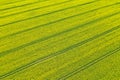 Aerial perspective view on yellow field of blooming rapeseed and tractor tracks Royalty Free Stock Photo