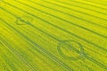 Aerial perspective view on yellow field of blooming rapeseed and tractor tracks Royalty Free Stock Photo