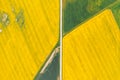 Aerial perspective view on yellow field of blooming rapeseed and tractor tracks. Royalty Free Stock Photo